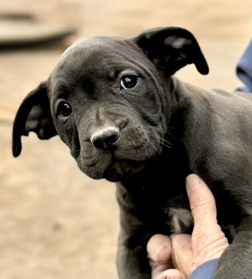 Delta, an adoptable Boxer in Wilmington, DE