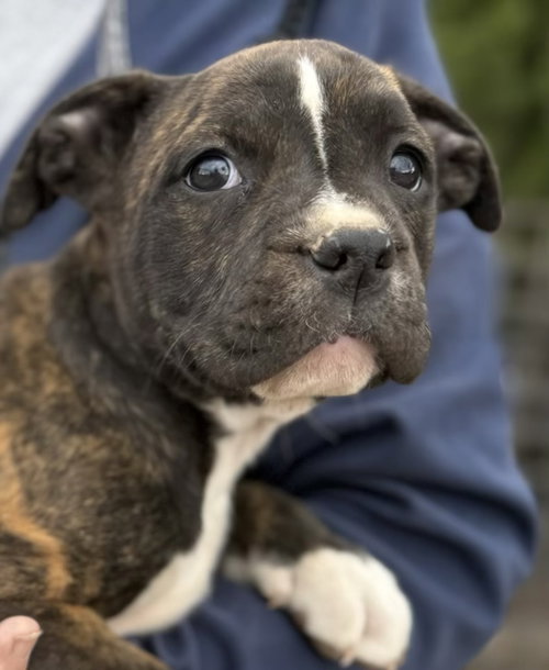 Harbor, an adoptable Boxer in Wilmington, DE
