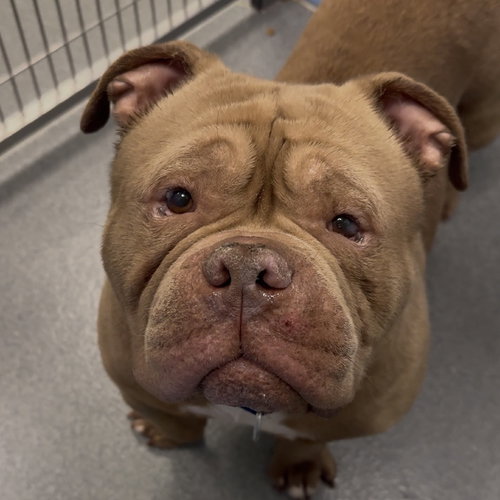 Wabi Sabi, an adoptable Bulldog in Wilmington, DE