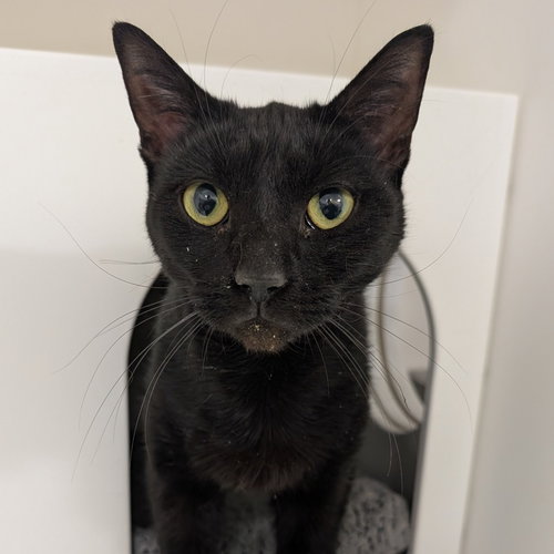 Lola, Adult Domestic Short Hair (short coat), cat for adoption in Lancaster, Pennsylvania