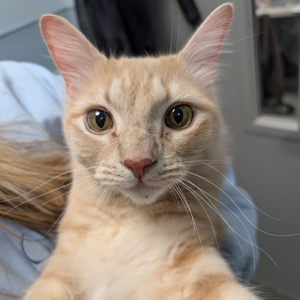 Butterscotch