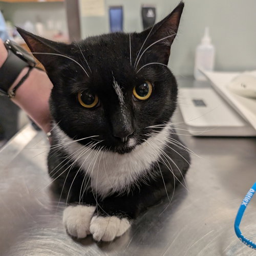 Kitty Softpaws, an adoptable Domestic Short Hair in Wilmington, DE