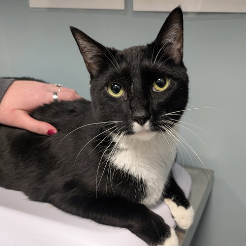 Raven, Adult Domestic Short Hair (short coat), cat for adoption in Lancaster, Pennsylvania