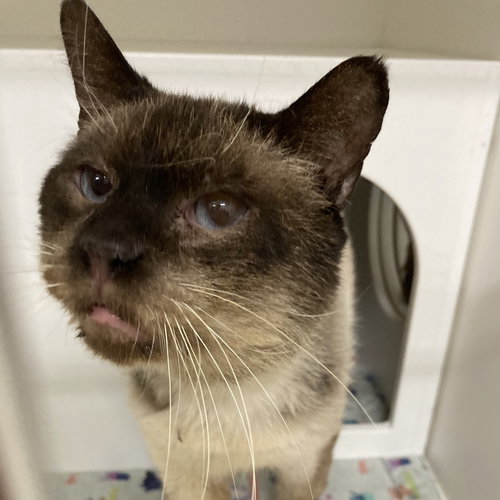 Bear, an adoptable Domestic Short Hair in Wilmington, DE