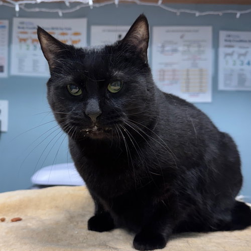 Salem, an adoptable Domestic Short Hair in Wilmington, DE