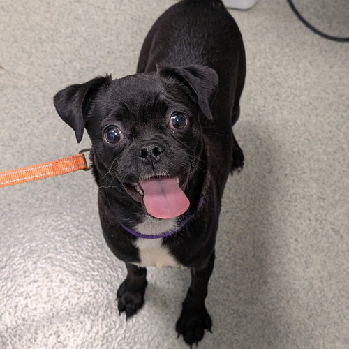 Wendy, an adoptable Pug in Wilmington, DE