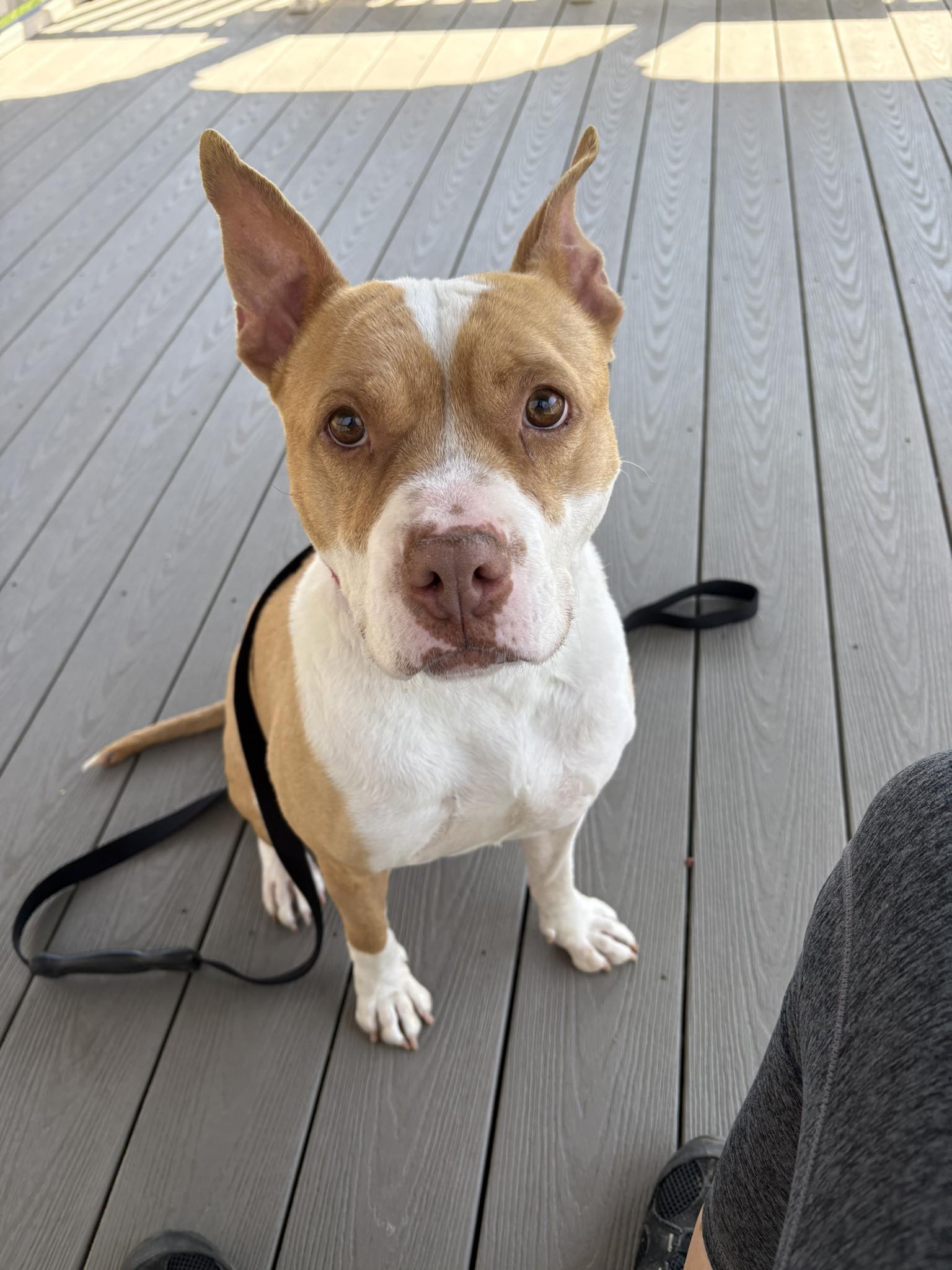 Sara