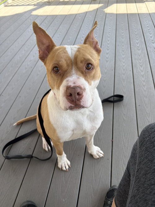 Sara, an adoptable Unknown breed in Wilmington, DE