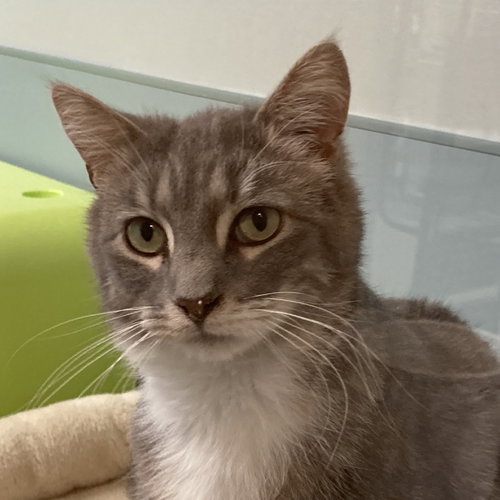 Felix, an adoptable Domestic Short Hair in Wilmington, DE
