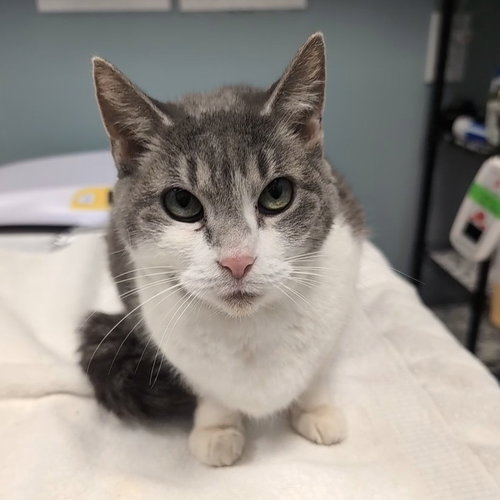 Babe, Domestic Short Hair, cat for adoption in Lancaster, Pennsylvania