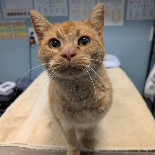 Daffodil, Domestic Short Hair, cat for adoption in Lancaster, Pennsylvania