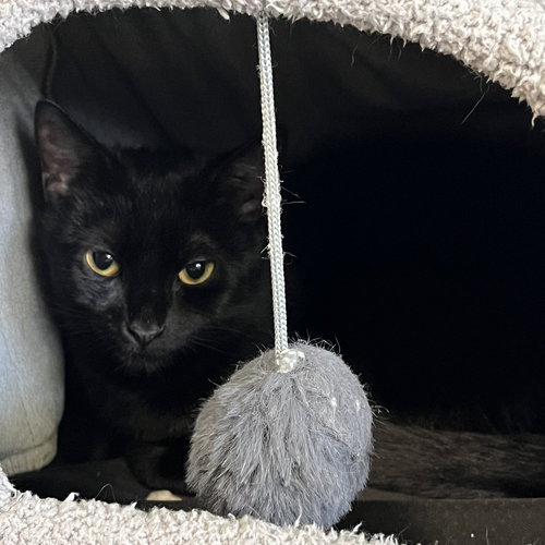 Foxtrot, an adoptable Domestic Short Hair in Wilmington, DE