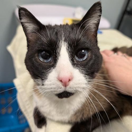 Gympsy, Senior Snowshoe (short coat), cat for adoption in Lancaster, Pennsylvania