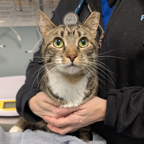 Mariam, Adult Domestic Short Hair (short coat), cat for adoption in Lancaster, Pennsylvania