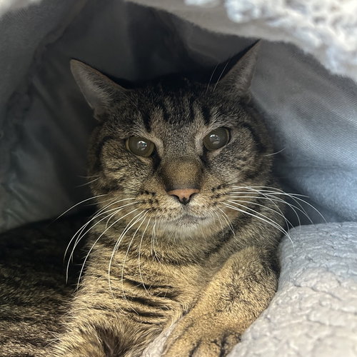 Wilson, an adoptable Domestic Short Hair in Wilmington, DE