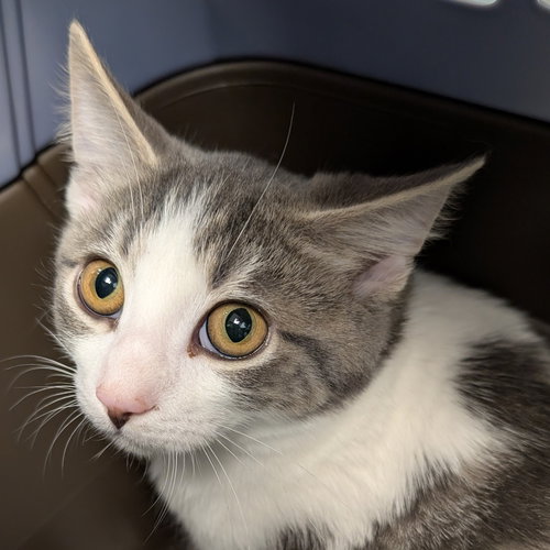 Crow, an adoptable Domestic Short Hair in Wilmington, DE