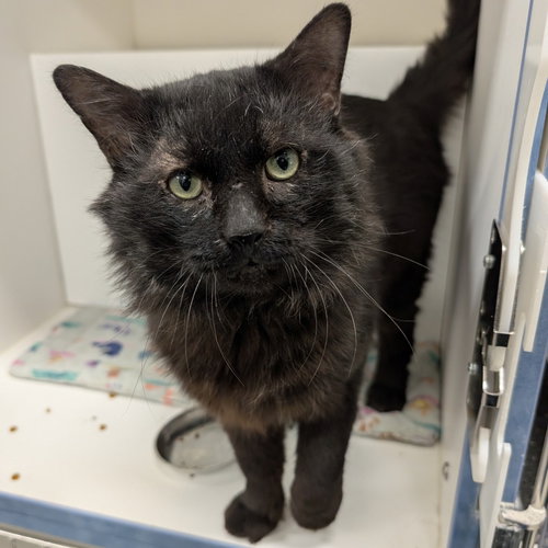 Curtis, Adult Domestic Long Hair (long coat), cat for adoption in Lancaster, Pennsylvania