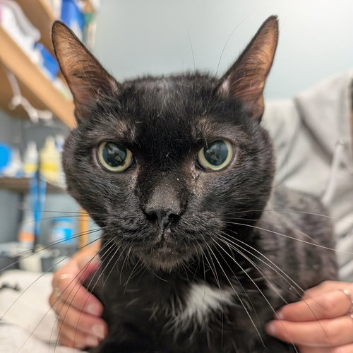 Orion, Senior Domestic Short Hair (short coat), cat for adoption in Lancaster, Pennsylvania