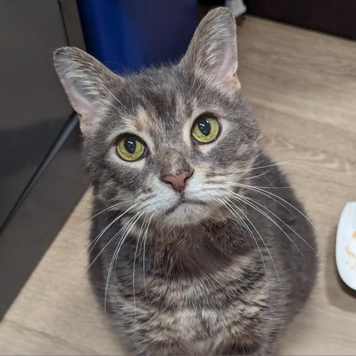 Seraphina, Senior Domestic Short Hair (short coat), cat for adoption in Lancaster, Pennsylvania