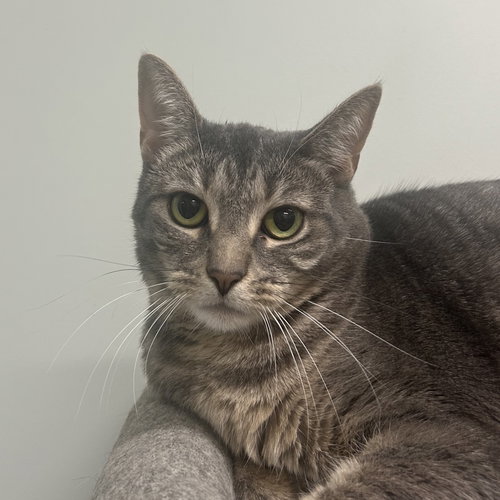 Duchess, Domestic Short Hair, cat for adoption in Lancaster, Pennsylvania