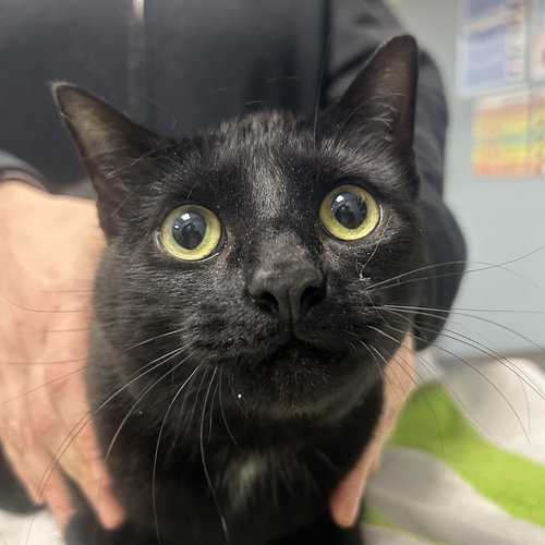 Arcus, Adult Domestic Short Hair (short coat), cat for adoption in Lancaster, Pennsylvania