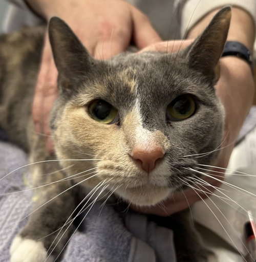 Luna, Domestic Short Hair, cat for adoption in Lancaster, Pennsylvania