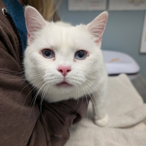 Ezzie, an adoptable Domestic Short Hair in Wilmington, DE
