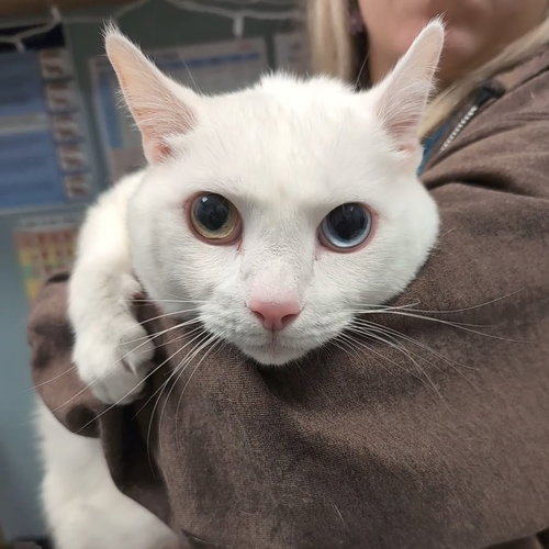 Jupiter, an adoptable Domestic Short Hair in Wilmington, DE