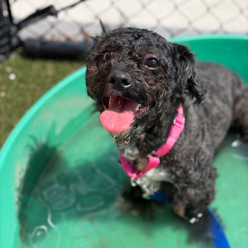 Kenzo, an adoptable Shih Tzu in Wilmington, DE