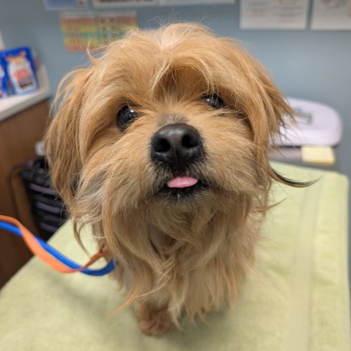 Yakya, an adoptable Unknown breed in Wilmington, DE
