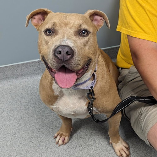 Bay, an adoptable Pit Bull Terrier in Wilmington, DE
