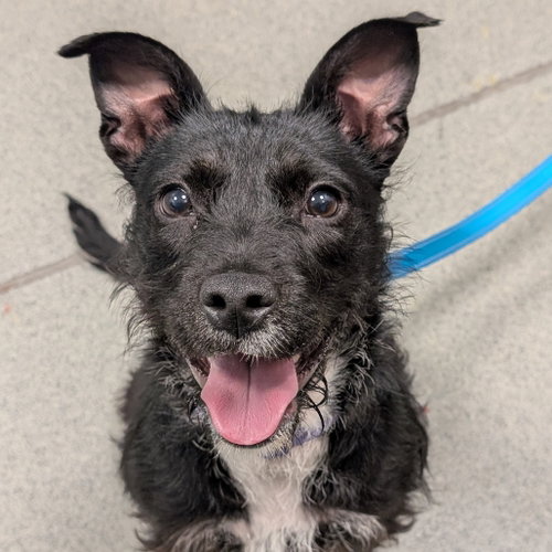 Raven, an adoptable Schnauzer in Wilmington, DE