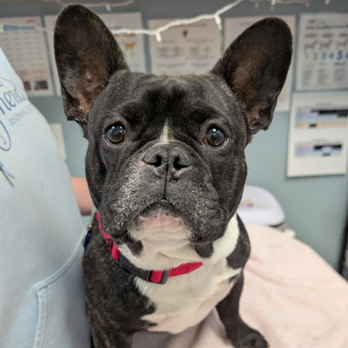 Lemon Pound Cake, an adoptable French Bulldog in Wilmington, DE
