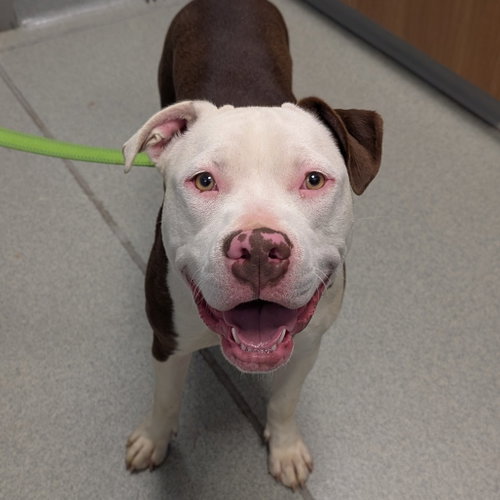Diamond, an adoptable Pit Bull Terrier in Wilmington, DE