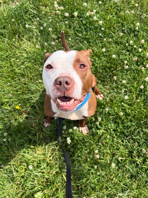 Jinx, an adoptable American Staffordshire Terrier in Wilmington, DE