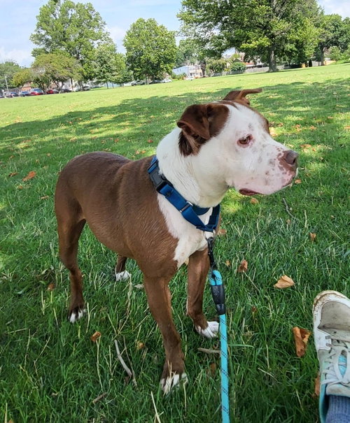 Jinx, a dog for adoption from Faithful Friends Inc