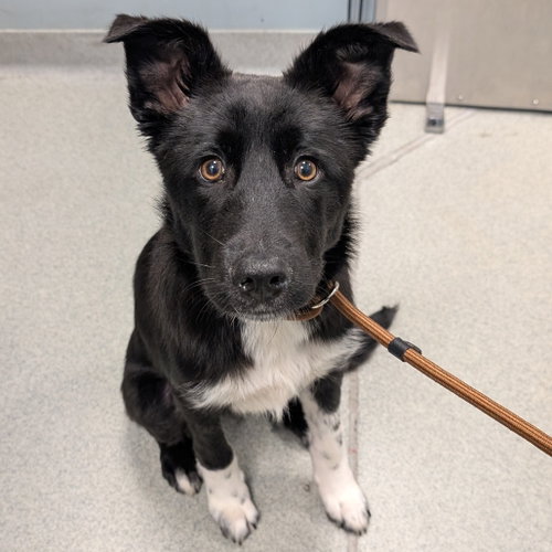 Zip, an adoptable Unknown breed in Wilmington, DE