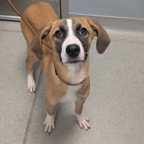 Summer, an adoptable Unknown breed in Wilmington, DE