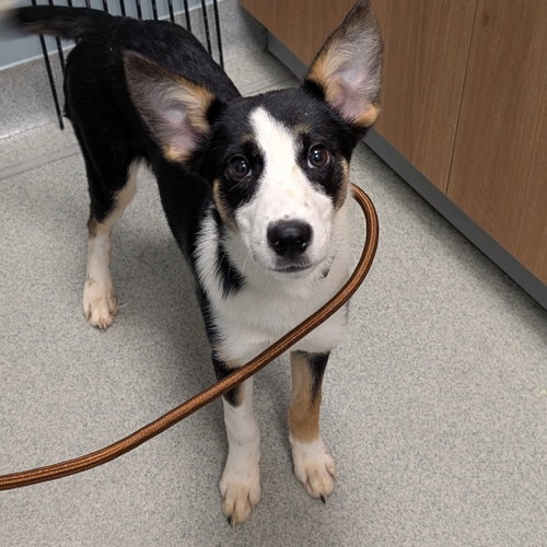 Margaret, an adoptable Unknown breed in Wilmington, DE