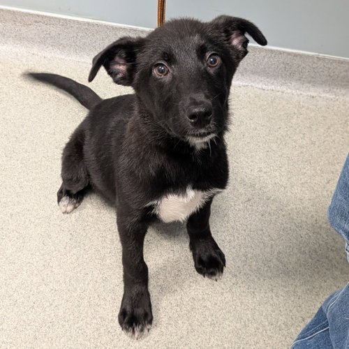 Henry, an adoptable Unknown breed in Wilmington, DE
