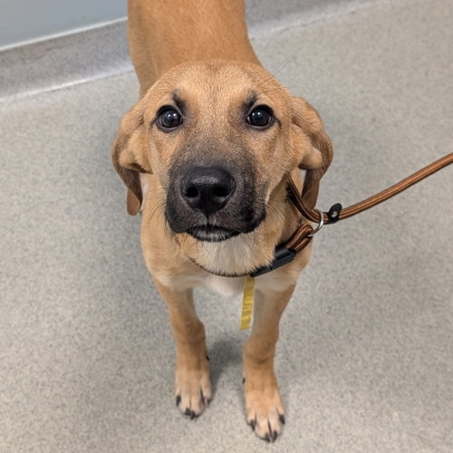 Finley, an adoptable Unknown breed in Wilmington, DE