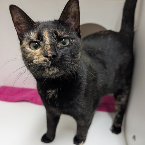 Miracle, an adoptable Domestic Short Hair in Wilmington, DE