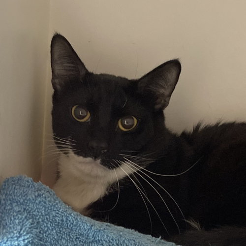 Mr Manners, an adoptable Domestic Short Hair in Wilmington, DE