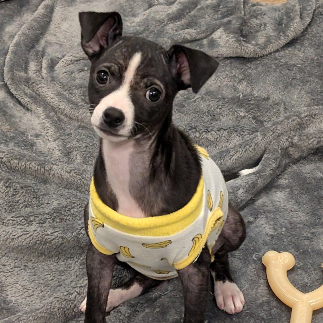 Pip
