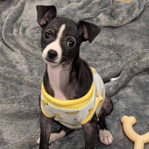 Pip