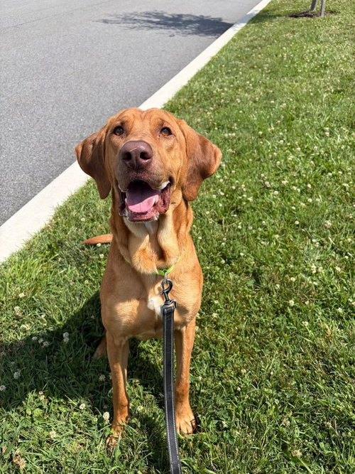 Davey, an adoptable Hound in Wilmington, DE