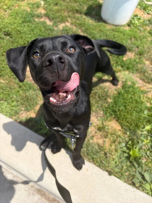 Leah, an adoptable Unknown breed in Wilmington, DE