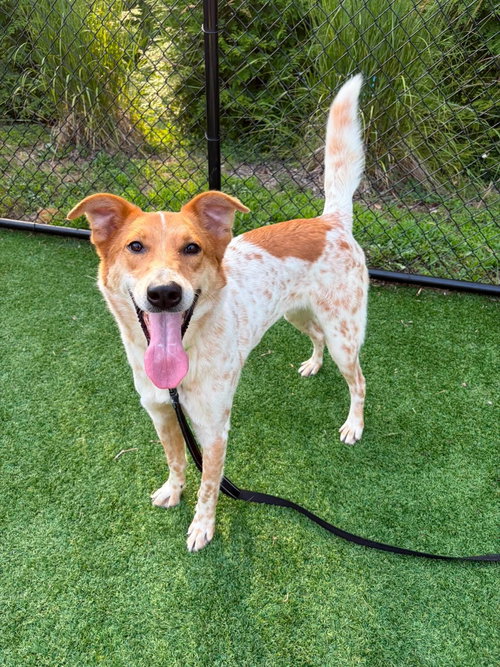 Radley, an adoptable Terrier in Wilmington, DE
