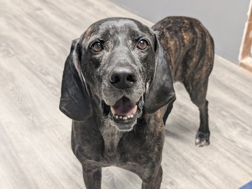 Big Jon, a dog for adoption from Faithful Friends Inc