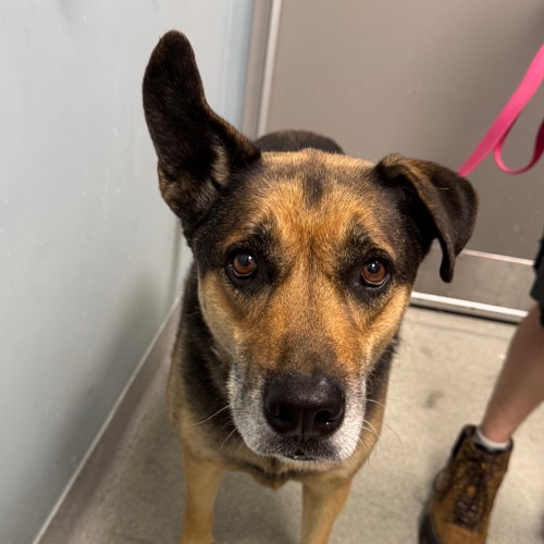 Lee, an adoptable German Shepherd Dog in Wilmington, DE